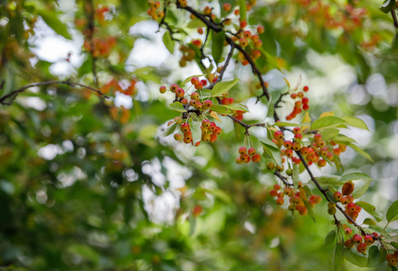 Berries in a tree